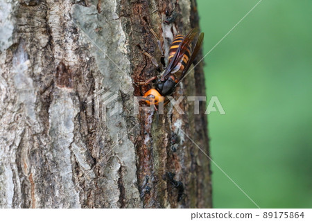 Hornet 89175864