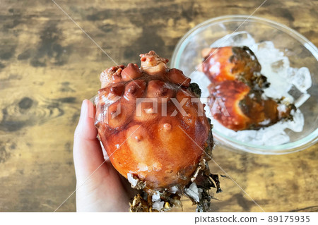 Hoya_Squirt with shell Hoya_Squirt with shell 89175935
