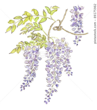 Spring-early summer flowers: watercolor illustration of light purple wisteria flowers 89175982