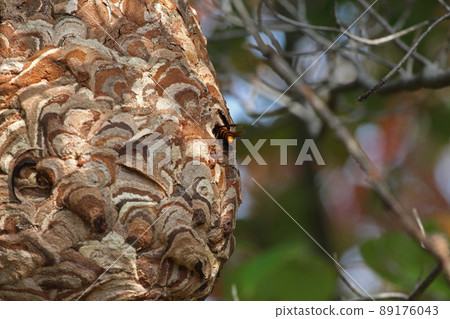 Wasp of the hornet 89176043