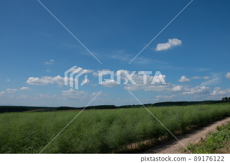 綠色菜領域和藍天 89176122