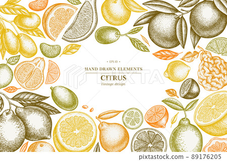 Citrus hand drawn illustration design. Background with vintage kumquat, lemon, tangelo, etc. 89176205