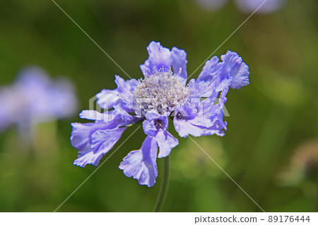 Matsumushisou 89176444