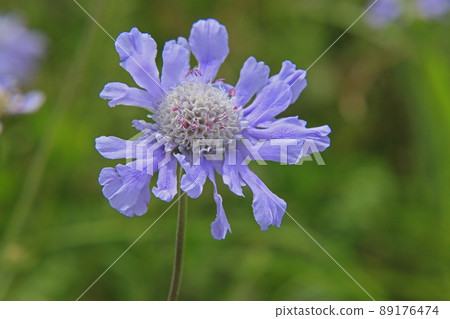 Matsumushisou 89176474