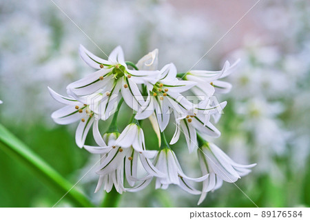 White allium triketram flowers (spring, april) 89176584