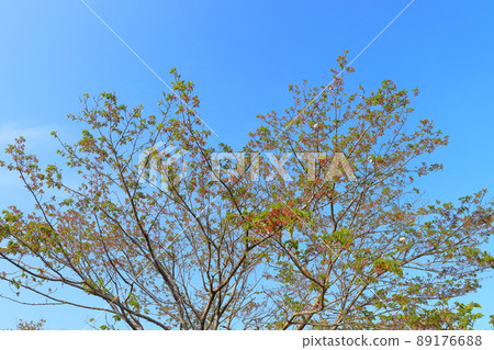 Hazakura Yoshino cherry tree blue sky 89176688