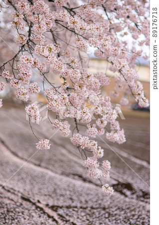 Cherry blossoms and the pattern of the ground that get wet in the rain and drop petals 89176718