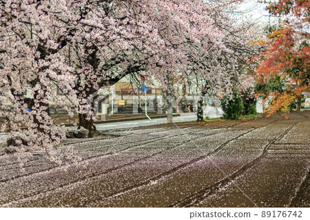 櫻花和被雨淋濕並落下花瓣的地面圖案 櫻花和被雨淋濕並落下花瓣的地面圖案 89176742