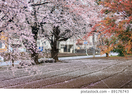 櫻花和被雨淋濕並落下花瓣的地面圖案 櫻花和被雨淋濕並落下花瓣的地面圖案 89176743