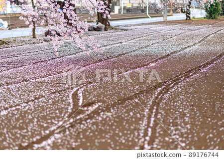 櫻花和被雨淋濕並落下花瓣的地面圖案 89176744