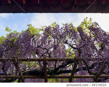 Wisteria flowers blooming at Kasuga Taisha Shrine Wisteria flowers blooming at Kasuga Taisha Shrine 89176810
