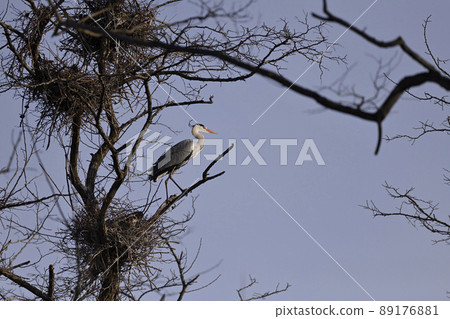 Gray Heron ⑪ 89176881
