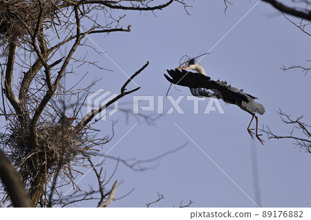 Gray Heron ⑫ 89176882