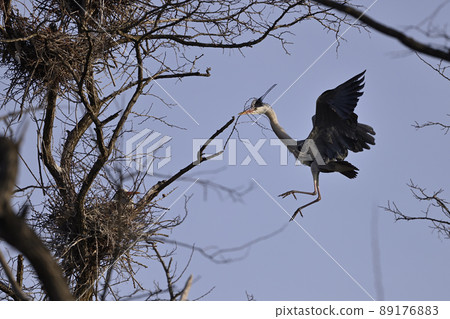 Gray Heron ⑬ 89176883