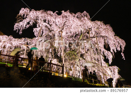 Rain Miharu Taki Zakura Rain Miharu Taki Zakura 89176957