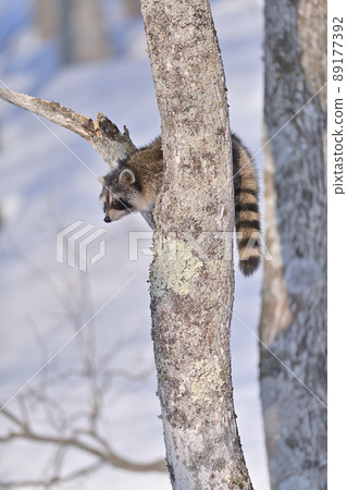 Raccoon ⑬ 89177392