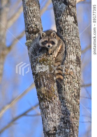 Raccoon ⑯ 89177395