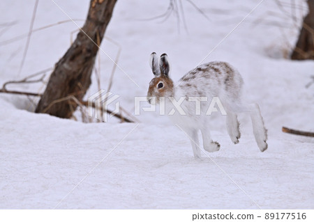 膽小天兔 86 89177516