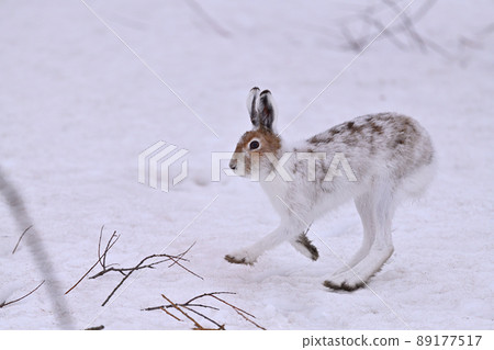 Lepus timidus 87 89177517