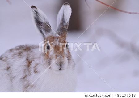 膽小天兔 88 89177518