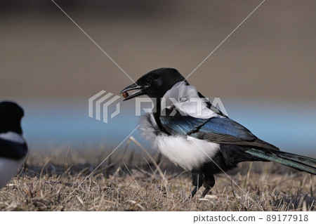 喜鵲（北海道） 89177918