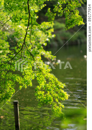 Scenery of fresh green Kichijoji Inokashira Park Scenery of fresh green Kichijoji Inokashira Park 89177954