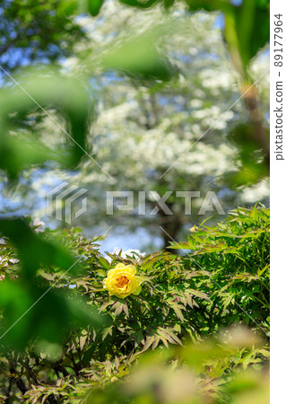 Scenery of fresh green Kichijoji Inokashira Park Scenery of fresh green Kichijoji Inokashira Park 89177964