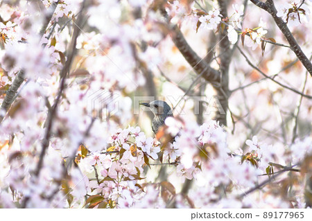 Bulbul that came to the beak of cherry blossoms Bulbul that came to the beak of cherry blossoms 89177965