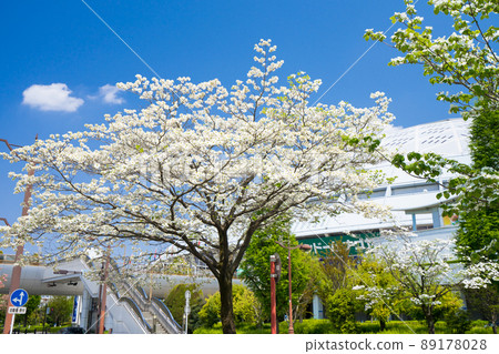 Vantelin Dome Nagoya (Nagoya Dome) and Dogwood 89178028