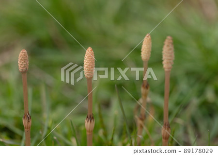 Horsetail 89178029