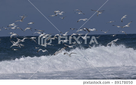 A flock of seagulls ④ (Hokkaido) A flock of seagulls ④ (Hokkaido) 89178050
