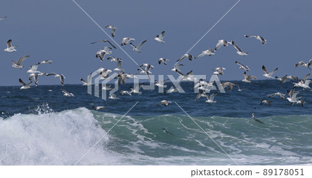 A flock of seagulls ⑤ (Hokkaido) 89178051