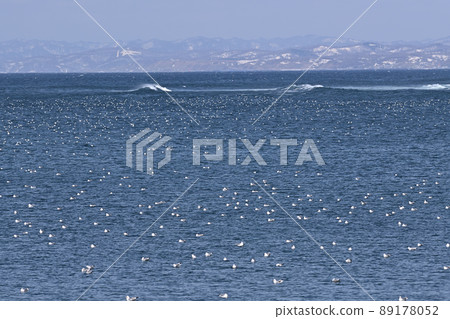 A flock of seagulls ⑥ (Hokkaido) A flock of seagulls ⑥ (Hokkaido) 89178052