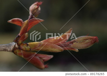 天然植物 Acer mono，四月。葉子開始發育較晚 89178265