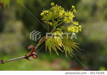 Natural plant Acer mono, mid-April. Leaves start to stand out about a kind after flowering ① 89178266