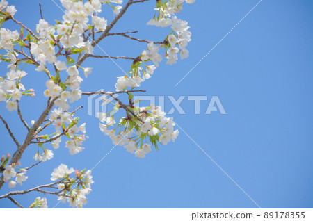 Close up of cherry blossoms against the blue sky Close up of cherry blossoms against the blue sky 89178355