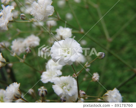 Kasumi grass flower close-up photo 89178760