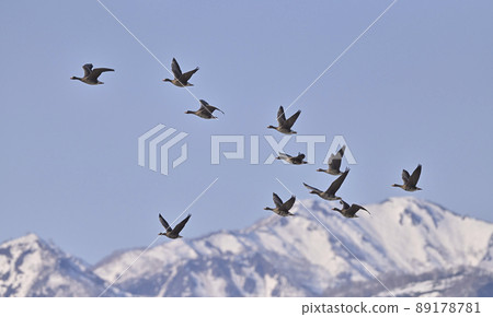 Greater White-fronted Goose ⑳ (Hokkaido) - Stock Photo [89178781