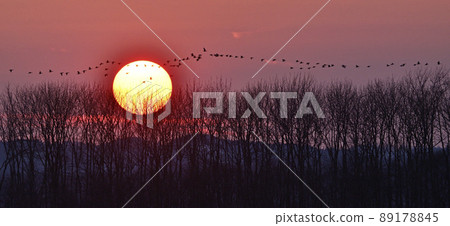 Greater white-fronted goose evening view ㊵ (Hokkaido) Greater white-fronted goose evening view ㊵ (Hokkaido) 89178845