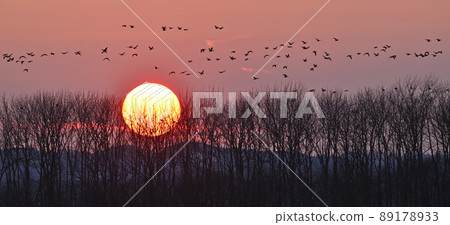 大白雁夜景㊸（北海道） 89178933