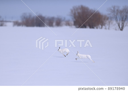 Two mountain hares ④ (Hokkaido) Two mountain hares ④ (Hokkaido) 89178940