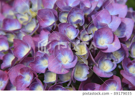Purple "hydrangea" flower Purple "hydrangea" flower 89179035