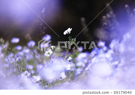 Nemophila 領域的 Nemophila 在明亮的陽光下開花 89179040