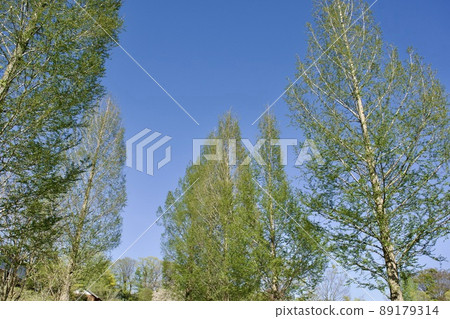 春天的形象 新鮮的綠色水杉 山陰島根路 89179314