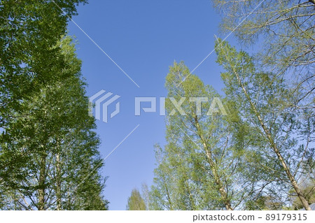 春天的形象 新鮮的綠色水杉 山陰島根路 89179315