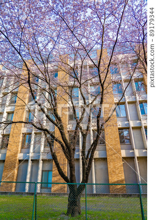 Sakura (Sendai City, Miyagi Prefecture), Research Institute of Electrical Communication, Tohoku University Katahira Campus Sakura (Sendai City, Miyagi Prefecture), Research Institute of Electrical Communication, Tohoku University Katahira Campus 89179344