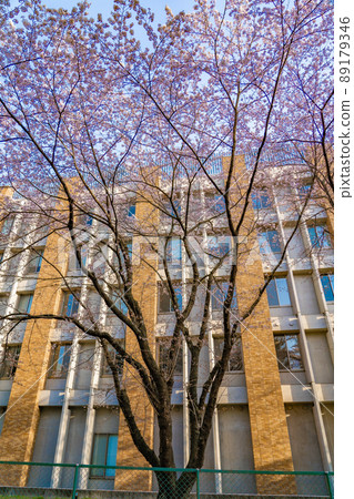 Sakura (Sendai City, Miyagi Prefecture), Research Institute of Electrical Communication, Tohoku University Katahira Campus 89179346