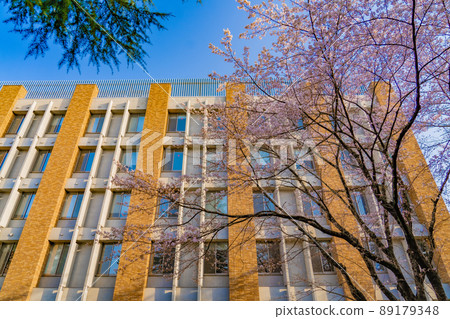 Sakura (Sendai City, Miyagi Prefecture), Research Institute of Electrical Communication, Tohoku University Katahira Campus 89179348