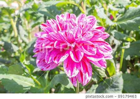 Dahlia [Cultivar: Champagne Grape] 89179463