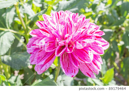 Dahlia [Cultivar: Champagne Grape] 89179464